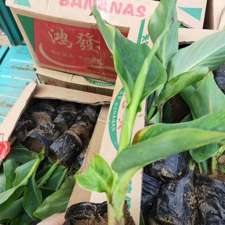 苗圃直销水生美人蕉 美人蕉小苗 水生美人蕉基地