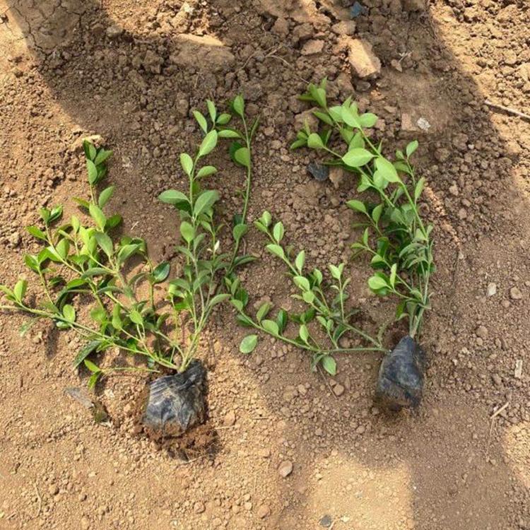 绿化工程用苗 大叶扶芳藤价格 基地直售 大叶扶芳藤苗