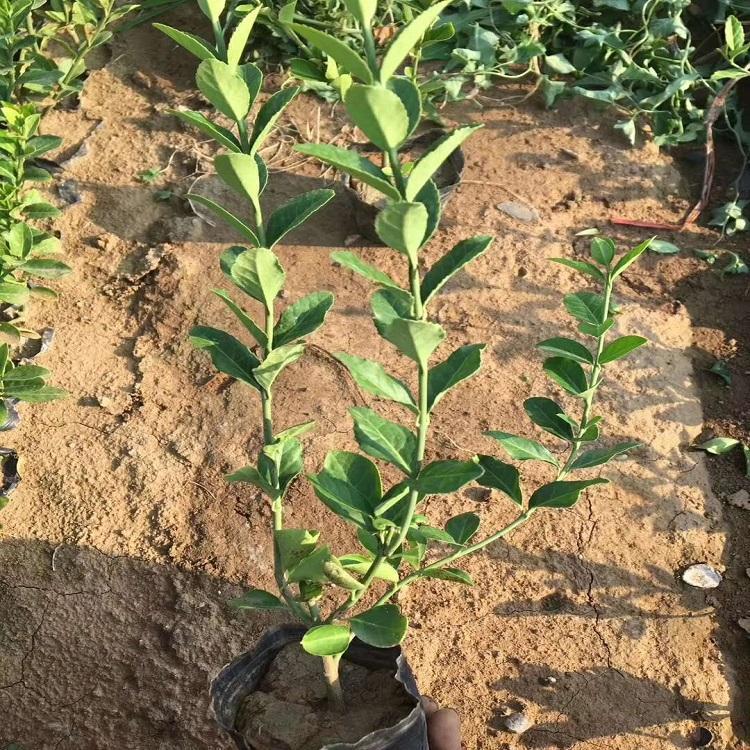 大叶扶芳藤苗 苗圃批发 大叶扶芳藤价格 绿化工程用苗