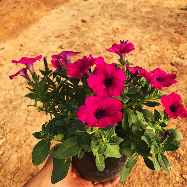 烟台垂钓牵牛   矮牵牛  牵牛花园林