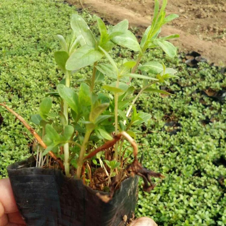 观赏千屈菜 基地优惠直发千屈菜 千屈菜批发