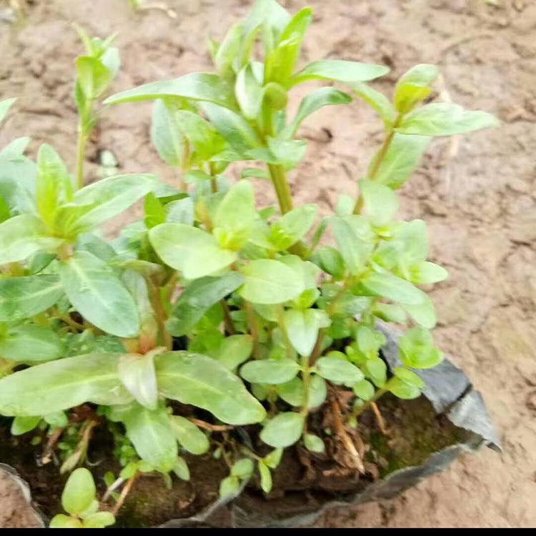 观赏千屈菜 千屈菜基地 质优价廉