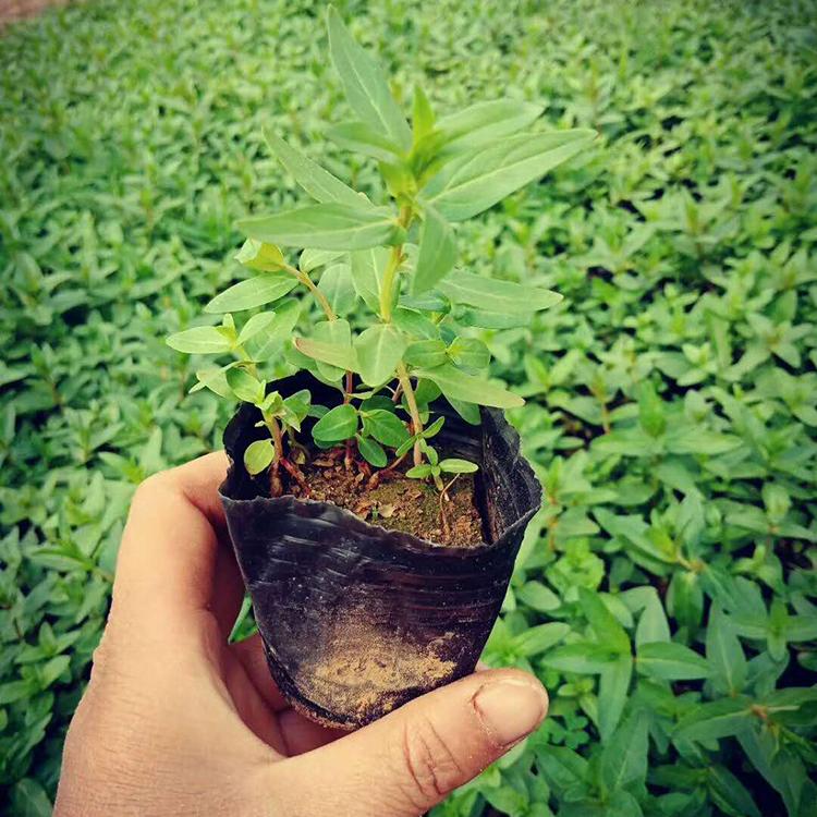 观赏千屈菜 种植户直供千屈菜 千屈菜价格