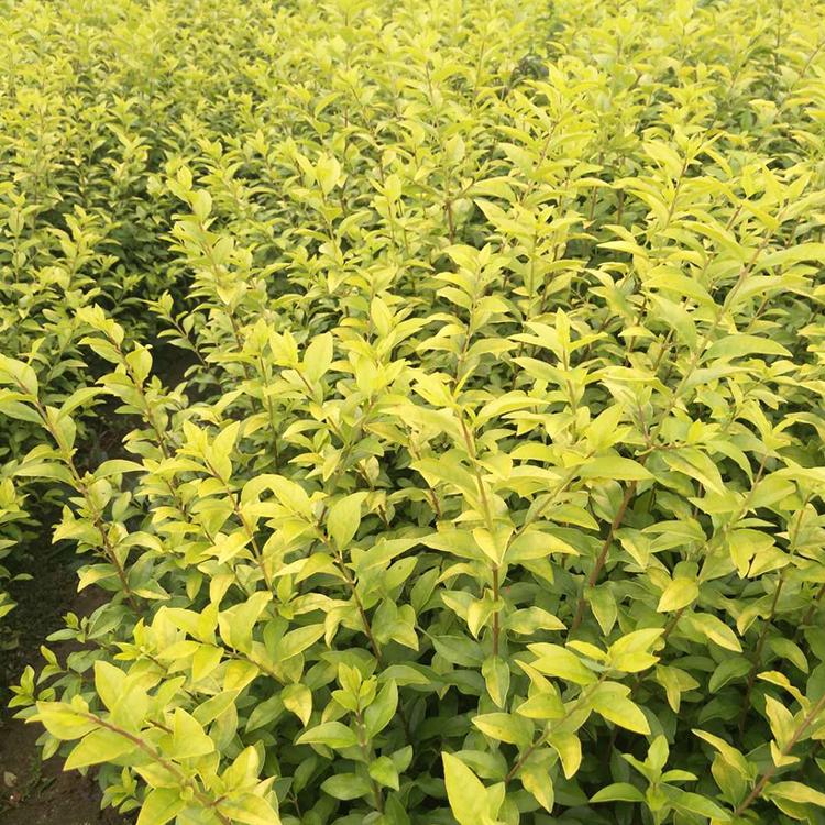 金叶女贞小苗 价格优惠 金叶女贞种植户直供