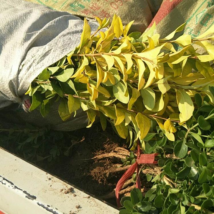 绿地广场绿化苗 量大优惠 金叶女贞种植批售