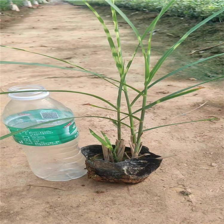 斑叶芒基地  观赏草斑叶芒  批发斑叶芒  斑叶芒容器苗
