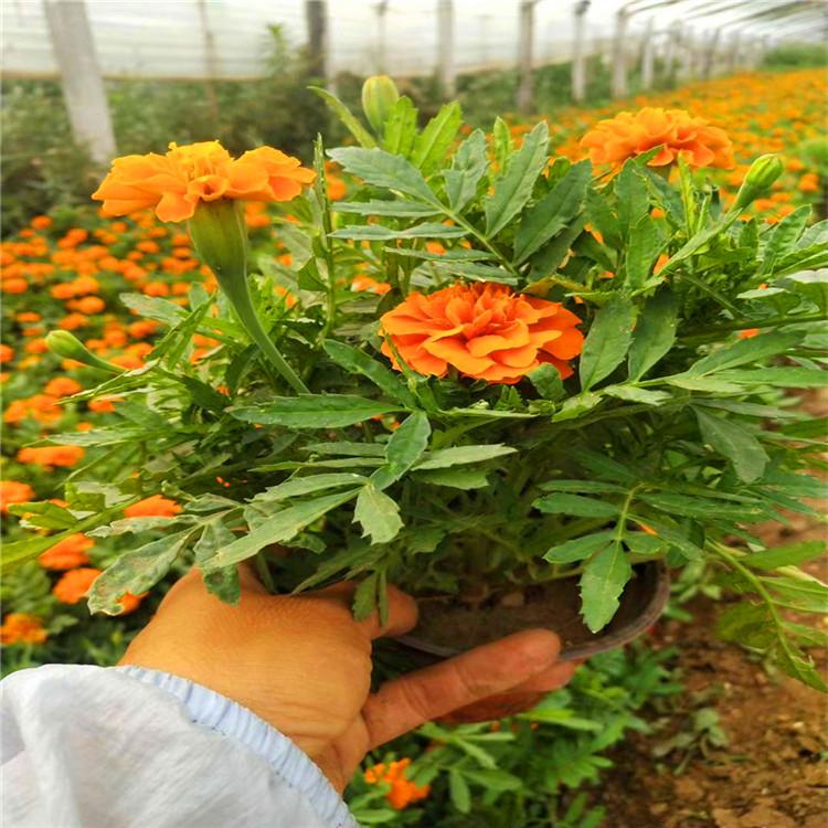 孔雀草花海 孔雀草基地 批发孔雀草价格  出售孔雀草