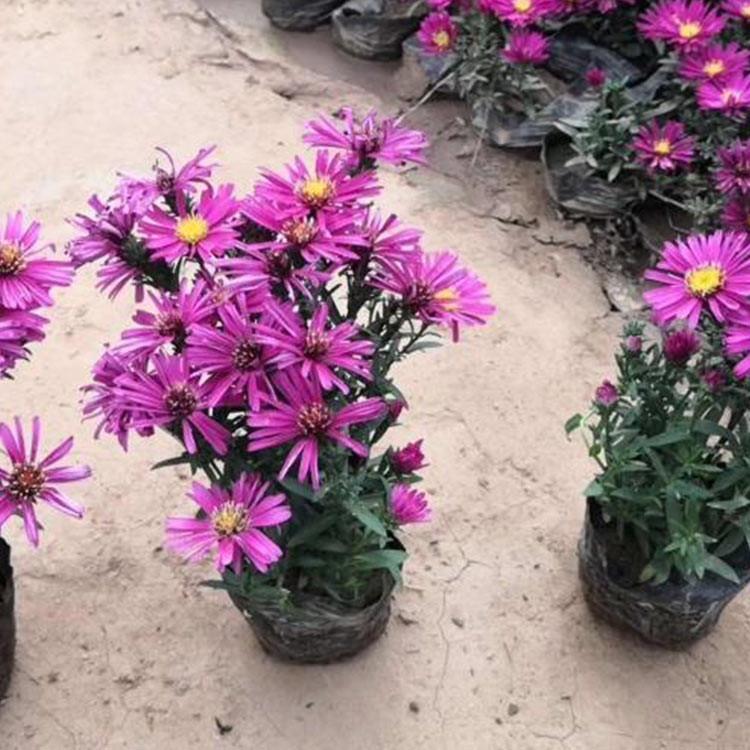 荷兰菊价格荷兰菊批发报价基地大量青州