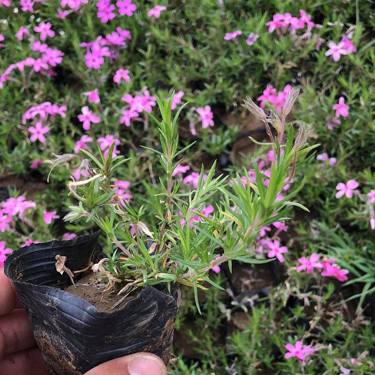 福禄考幼苗 订购请致电 龙武福禄考 宿根草花基地