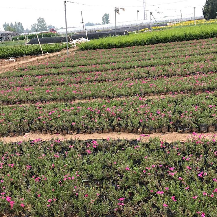 基地供应 福禄考杯苗 福禄考行情