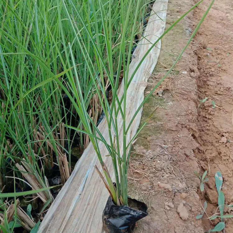 基地直供 求购细叶芒 细叶芒价格