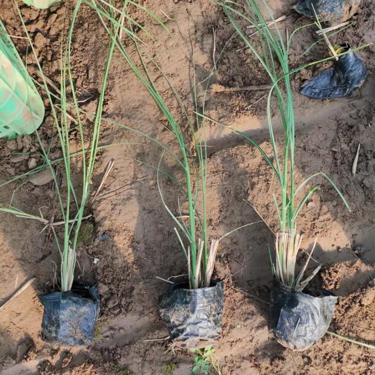 细叶芒小苗批发 基地批量发售 细叶芒小苗价格