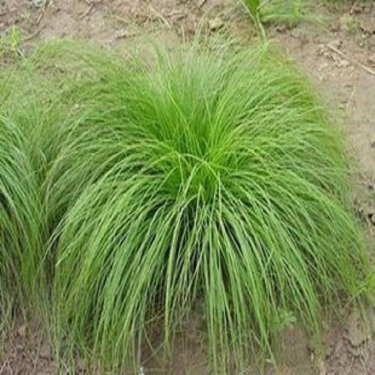 实力推荐 青州细叶芒 细叶芒价格