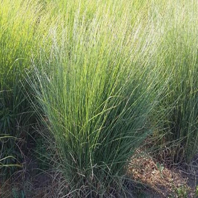 细叶芒批发 山东细叶芒 价格实惠