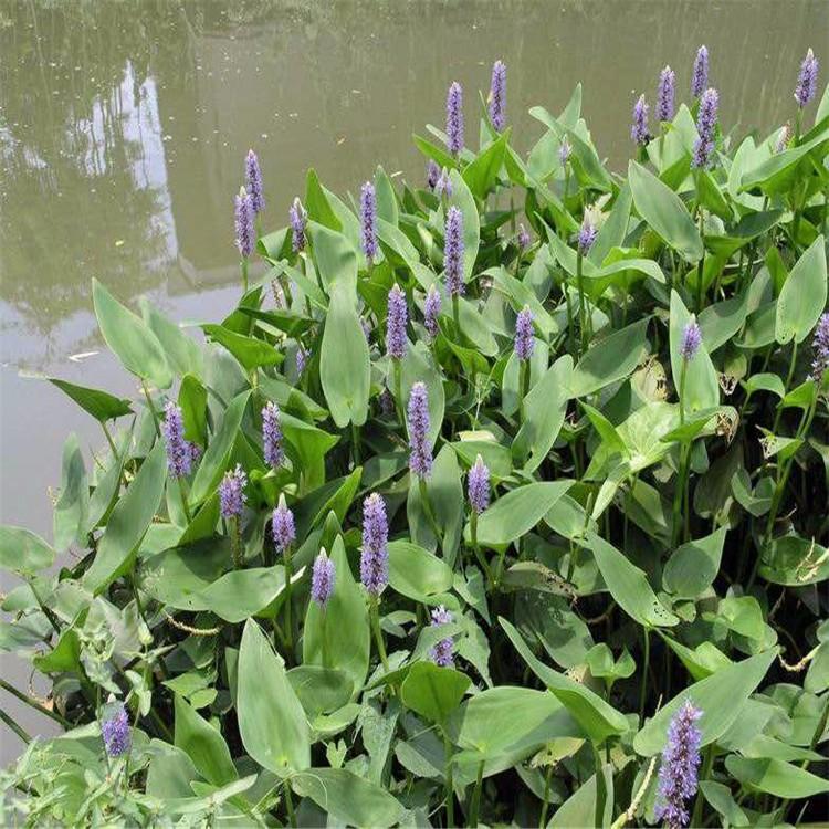 再力花小苗批发 水生植物 河道绿化工程用苗 启诺花卉