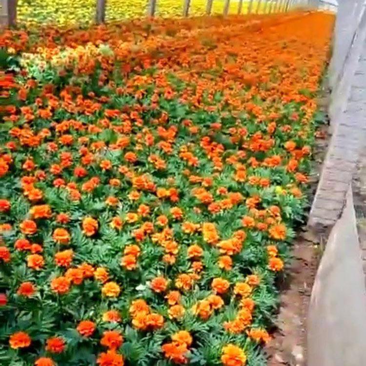 孔雀草报价 价格实惠 孔雀草苗 草花种植基地