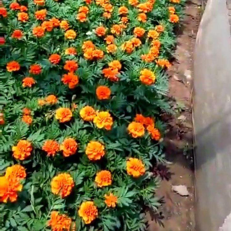 孔雀草 孔雀草种植基地 一年生宿根草花 价格实惠