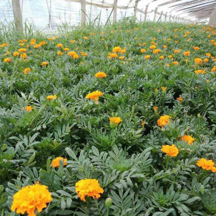 孔雀草 孔雀草供应商 草花种植基地 苗圃批发