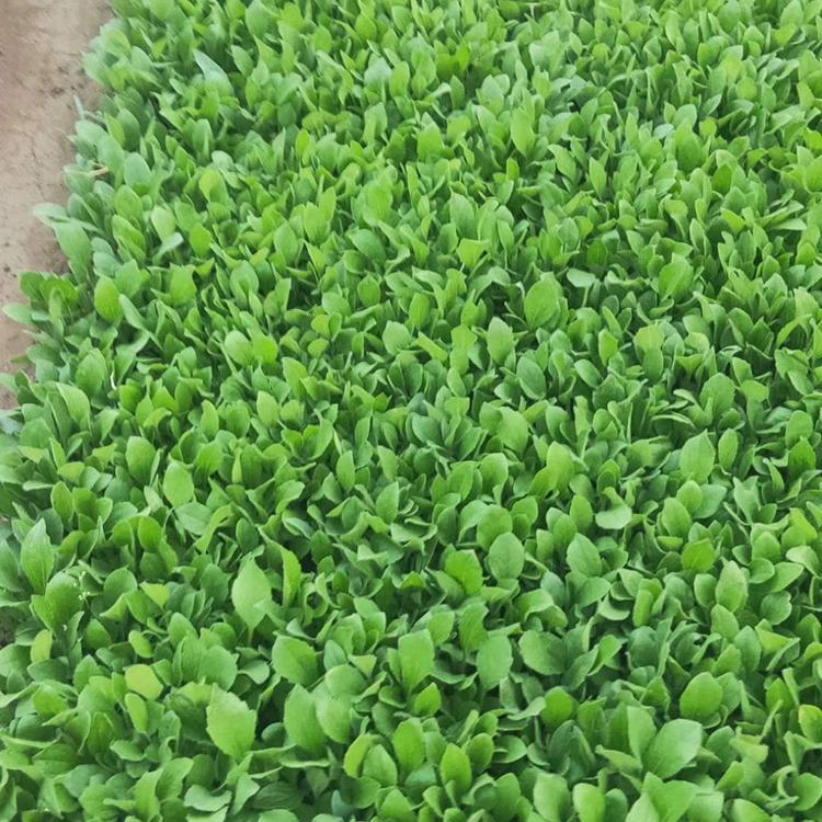 黑心菊出售 黑心菊小苗 黑心菊大量现货供应