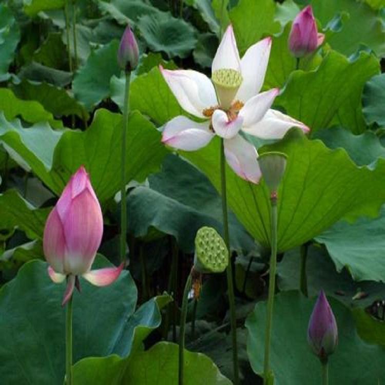 长期供应荷花报价荷花供应商