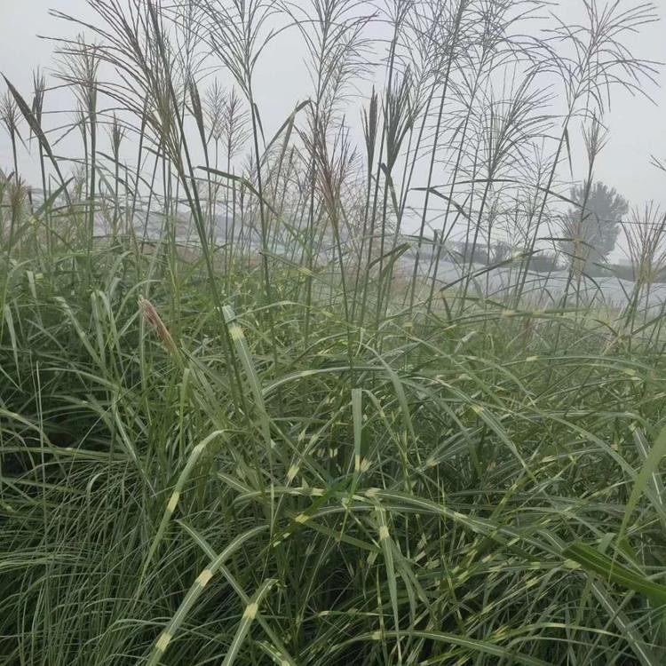 基地直供 斑叶芒批发价格 求购斑叶芒