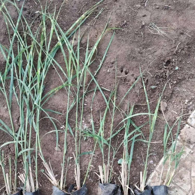 求购斑叶芒 斑叶芒种植基地 推荐