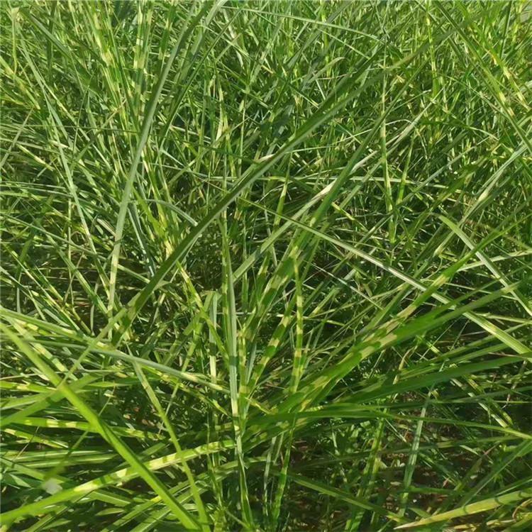 求购斑叶芒 斑叶芒报价 基地直供