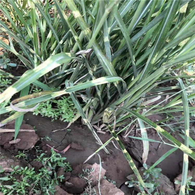 斑叶芒价格 求购斑叶芒
