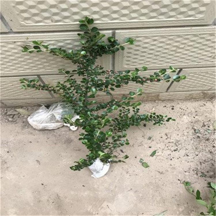 平枝荀子苗 山东绿化苗木批发 应季苗木 平枝荀子价格