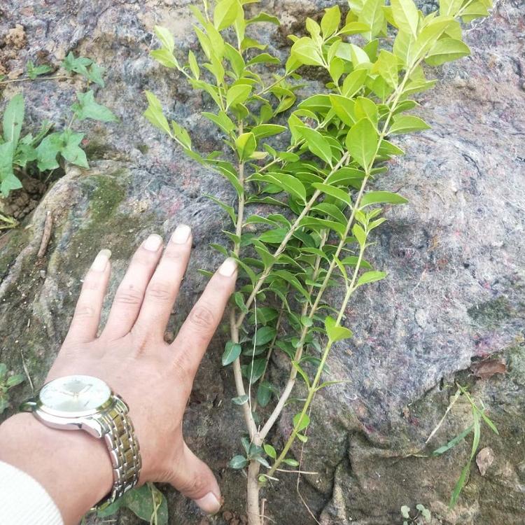 基地出售金叶女贞 金叶女贞价格 金叶女贞批发商