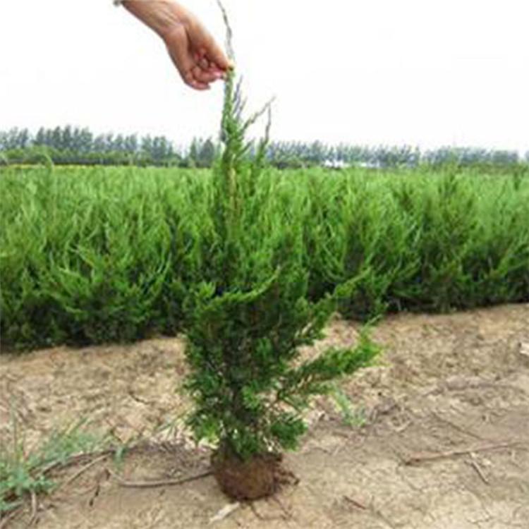龙柏 绿化苗木种植基地 苗圃供应 小龙柏供应商