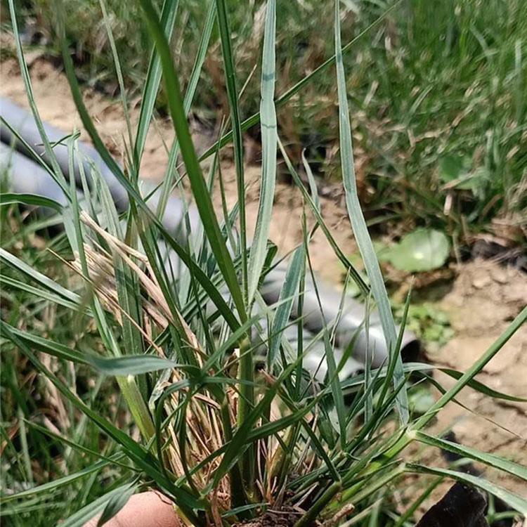 求购小兔子狼尾草 小兔子狼尾草 实力推荐