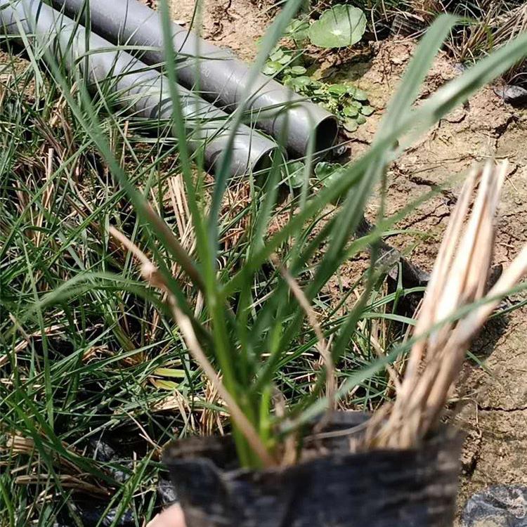 小兔子狼尾草 小兔子狼尾草报价 价格实惠