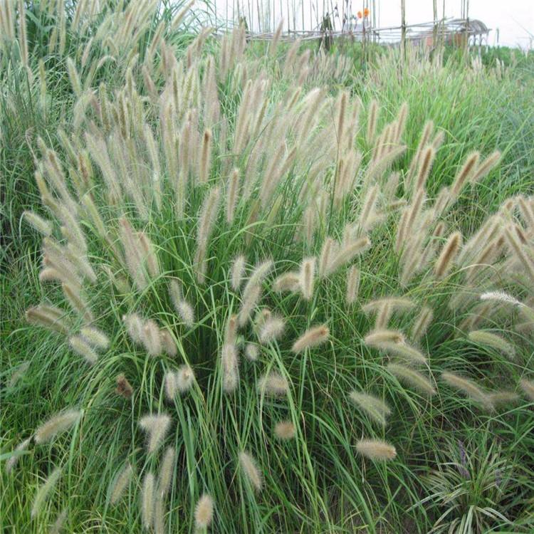 求购小兔子狼尾草 小兔子狼尾草批发