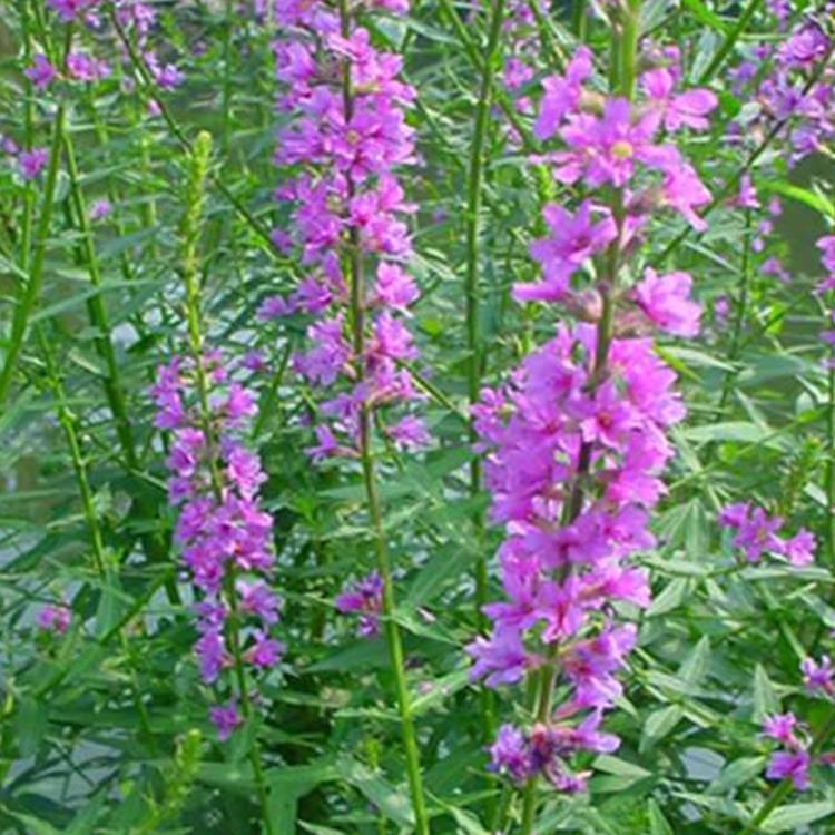 千屈菜供应 千屈菜培育 山东千屈菜
