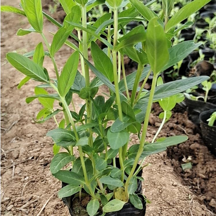 千屈菜报价 千屈菜种植基地 青州千屈菜