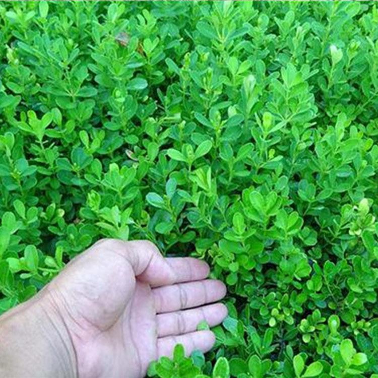 基地直销 瓜子黄杨 瓜子黄杨价格