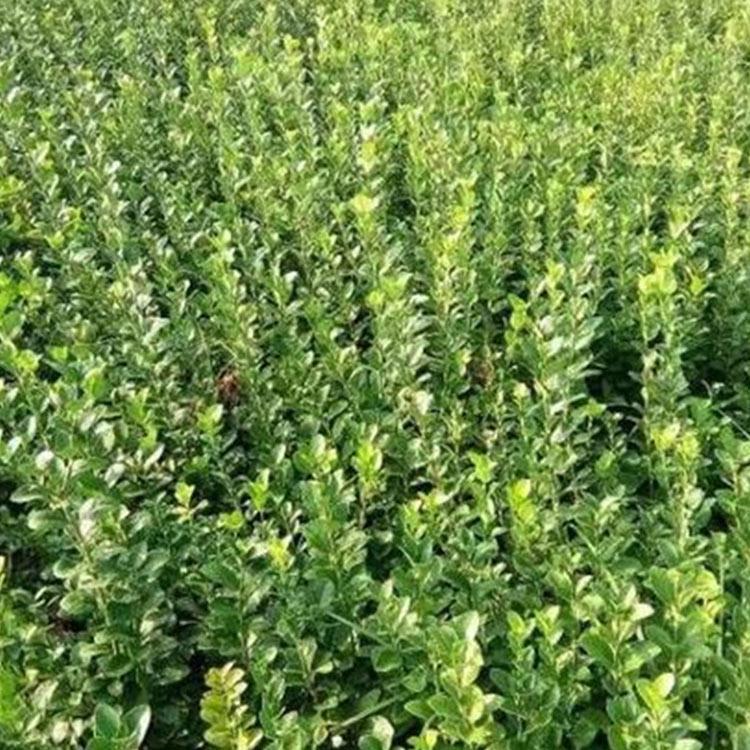 基地直销 黄杨 瓜子黄杨种植基地