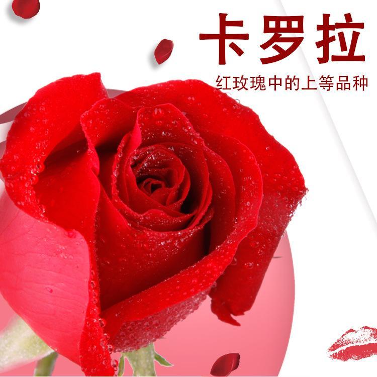 卡罗拉玫瑰小苗种植基地批发 市政园林公路绿化工程 鲜切花