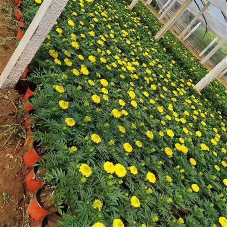 万寿菊种植基地 宿根草花批发 万寿菊 基地供应