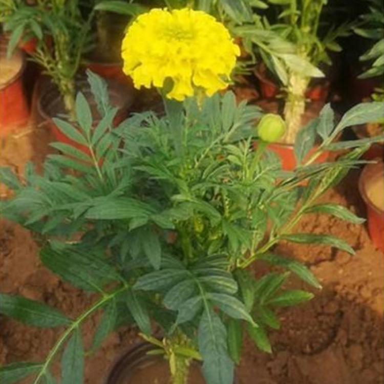 万寿菊小苗 大量批发 一年生草本植物 万寿菊行情