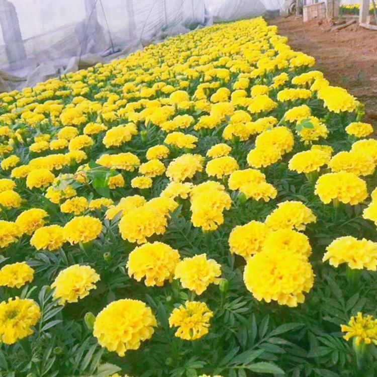 万寿菊小苗 价格从优 宿根草花批发 万寿菊种植基地