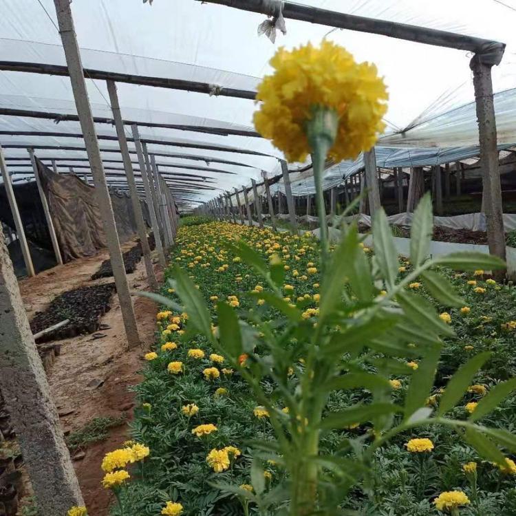 万寿菊直销 青州草花 万寿菊 大量批发