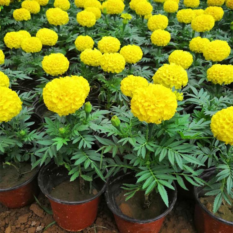 万寿菊供应商 一年生草本植物 万寿菊 价格从优