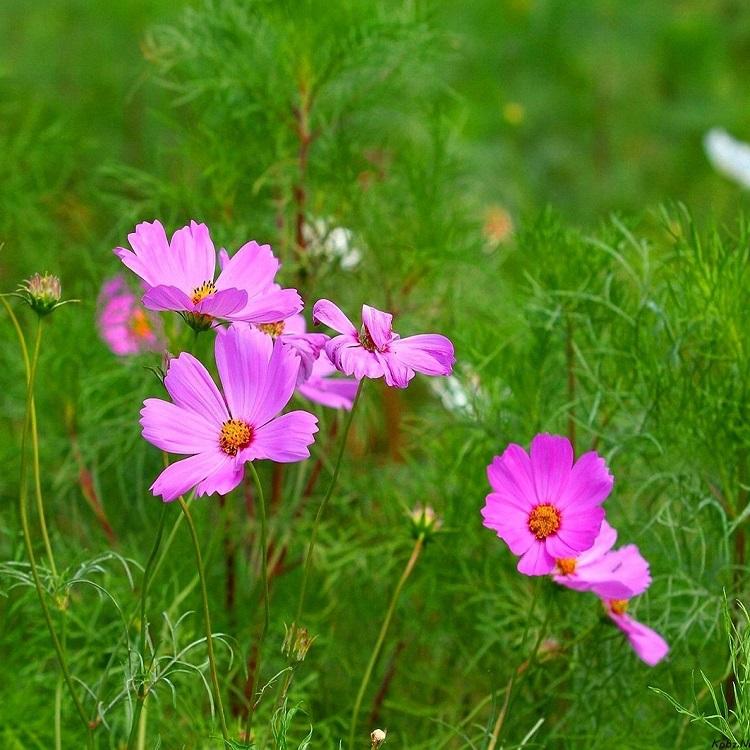 波斯菊批发 秋英价格 绿化工程用苗 花海宿根花卉