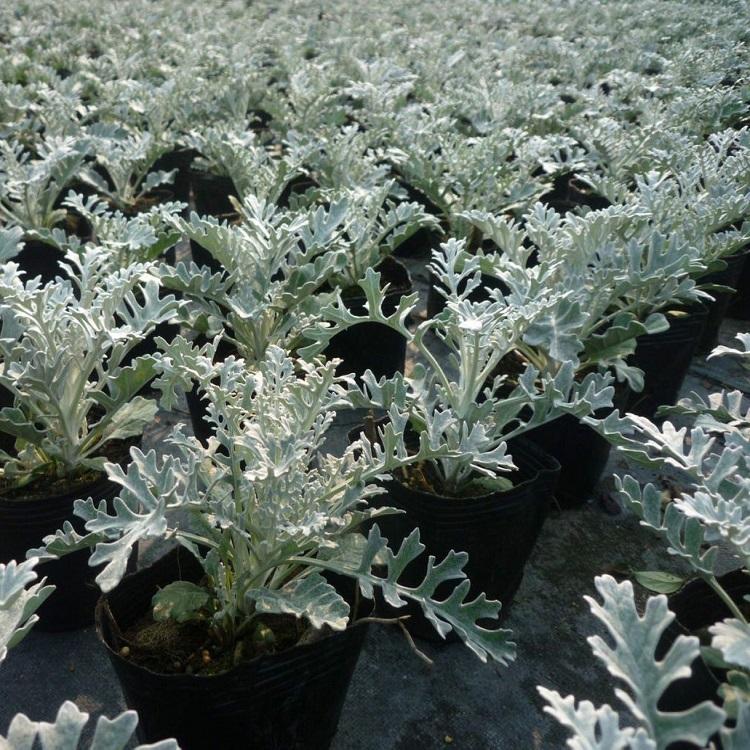银叶菊批发 青州时令草花种植基地 城市园林绿化工程 花海用苗 宿根花卉