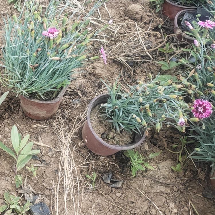 基地出售 租摆彩虹石竹 彩虹石竹种植基地