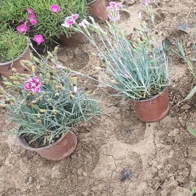 彩虹石竹批发商 基地出售租摆彩虹石竹