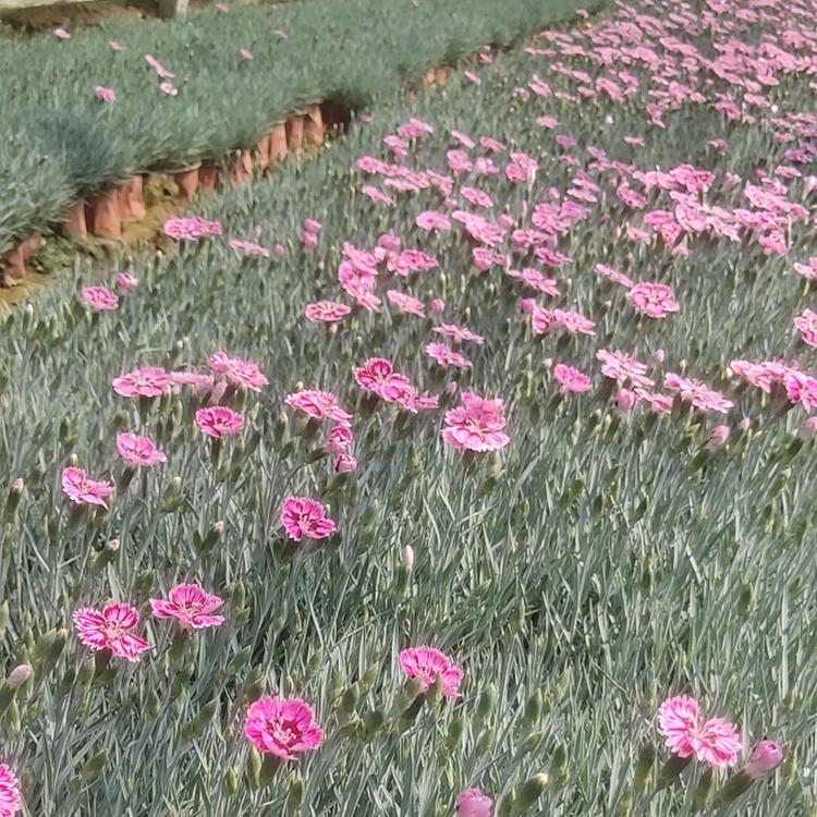 彩虹石竹批发价格 苗圃直销开花彩虹石竹