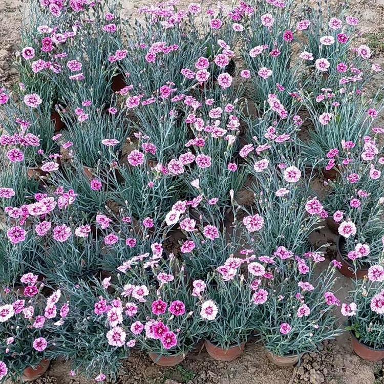 彩虹石竹种植基地 基地出售观赏彩虹石竹